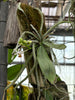 Phal. (parishii x malipoensis)mounted