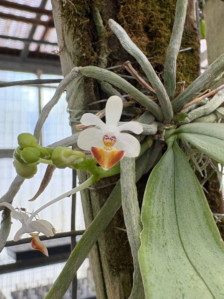 Phal. (parishii x malipoensis)mounted