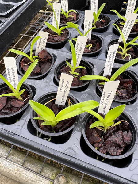 C. bowringiana fma coerulea