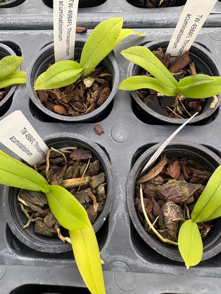 Thrixspermum acuminatissimum