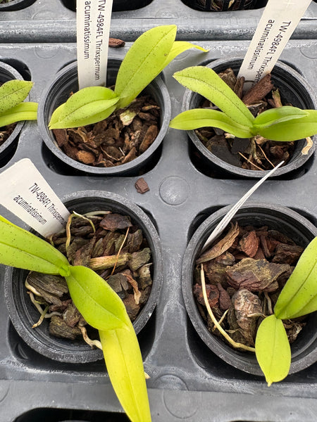 Thrixspermum acuminatissimum