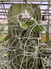 FLASK Phal. parishii