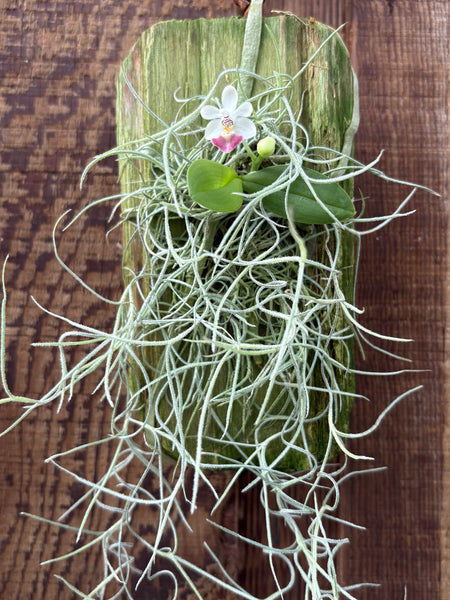Phal. parishii