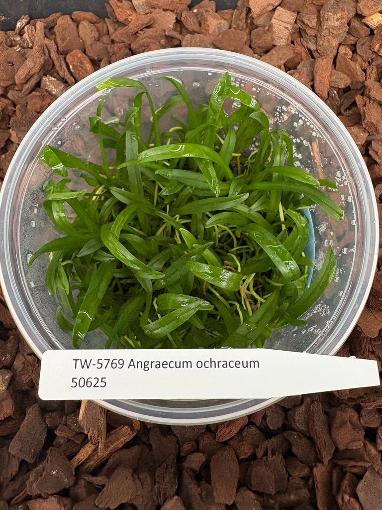 FLASK Angraecum ochraceum