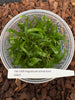FLASK Angraecum ochraceum