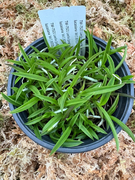 Compot-Laelia (jongheana x lucasiana)