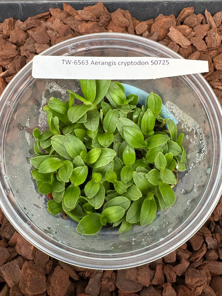 FLASK  Aerangis cryptodon