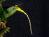 Bulb. contortisepalum (yellow)