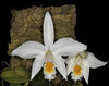 Laelia jongheana fma. alba