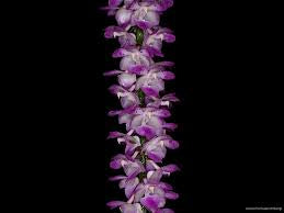 Aerides multiflora