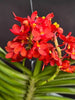 Ascocentrum curvifolia