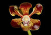 Vanda merrillii