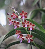 Vanda perplexa