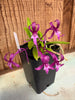 Vanda falcata (Magenta)