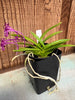 Vanda falcata (Magenta)