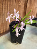 Vanda falcata (Magenta)
