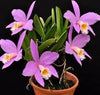 Laelia (jongheana x sincorana)