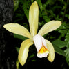 Cattleya forbesii