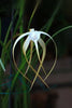 Brassavola cucullata