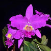 Cattleya lueddemanianna