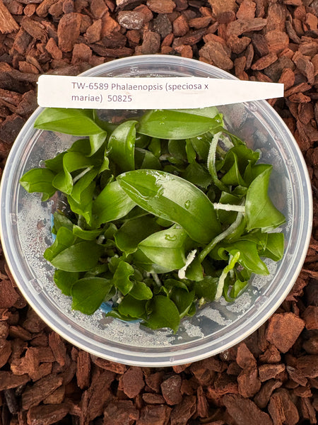 FLASK  Phal. (speciosa x mariae)
