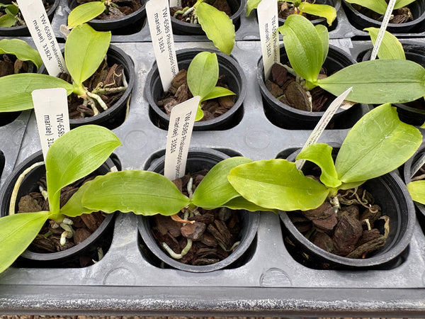 Phalaenopsis (speciosa x mariae)