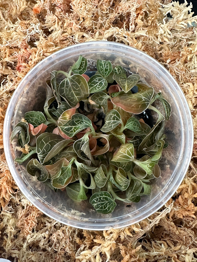 FLASK  Anoectochilus chapaensis (burmannicus)