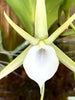 Angraecum praestans