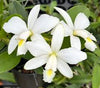 Cattleya violacea fma. alba