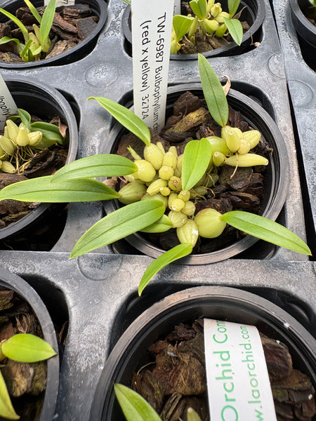 Bulb. championii (red x yellow)