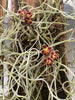 Flask Chiloschista (lunufera x pusilla)