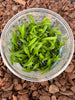 FLASK  Jumellea arachnantha