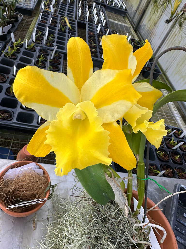 Rlc. Hua Young Gold 'Pretty'