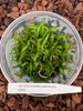 FLASK Jumellea arborescens