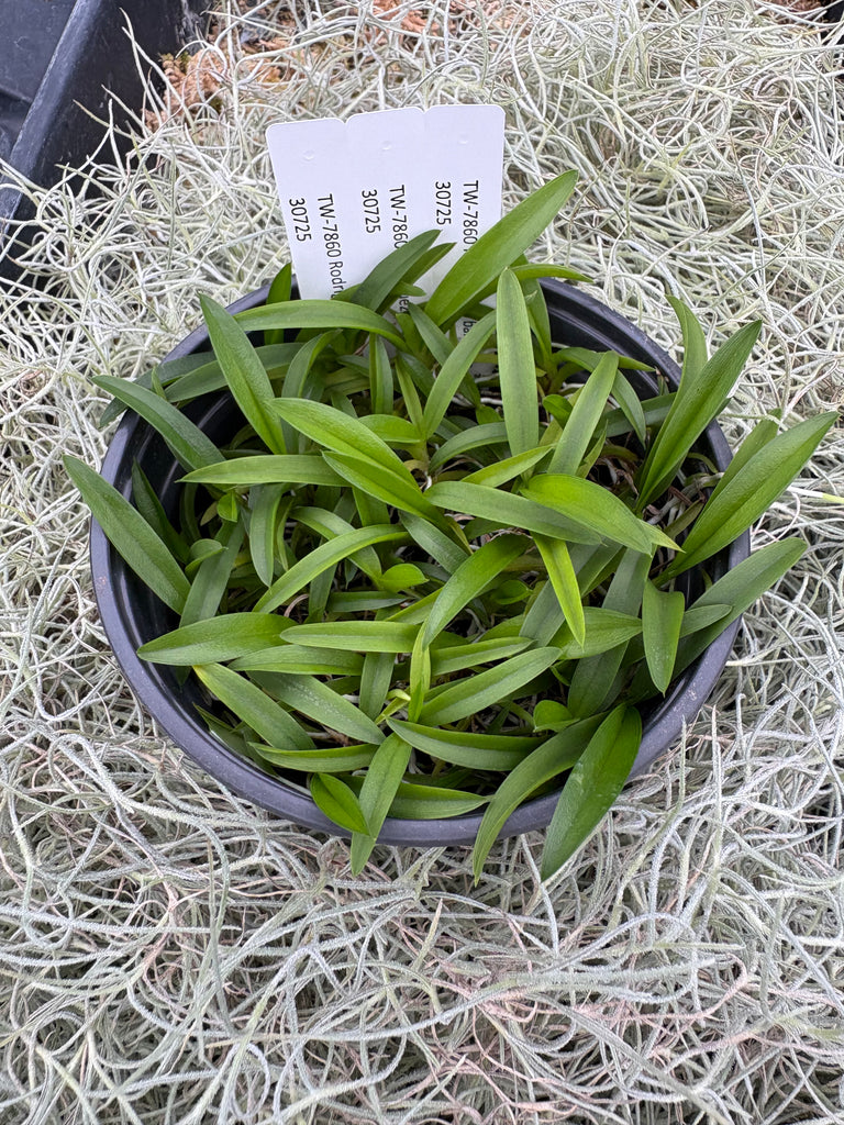 COMPOT Rodriguezia bahiensis