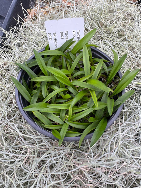 COMPOT Rodriguezia bahiensis