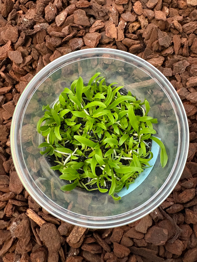 FLASK Schomburgkia thomsoniana