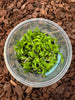 FLASK Schomburgkia thomsoniana