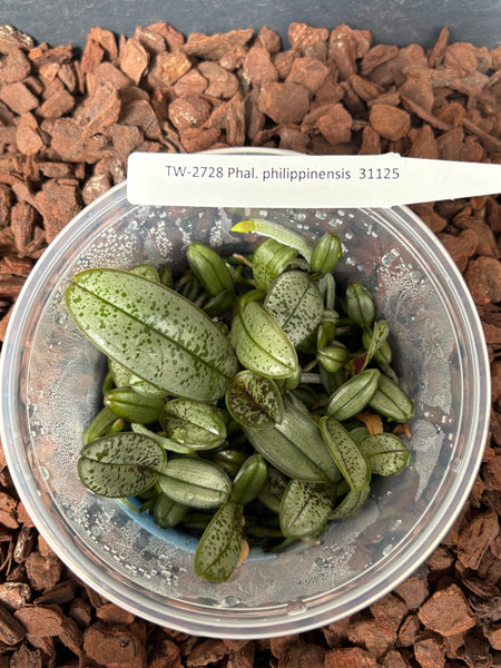 FLASK  Phal. philippinensis