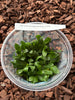 FLASK Aerangis modesta