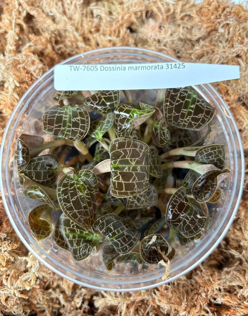 FLASK Dossinia marmorata JEWEL ORCHIDS