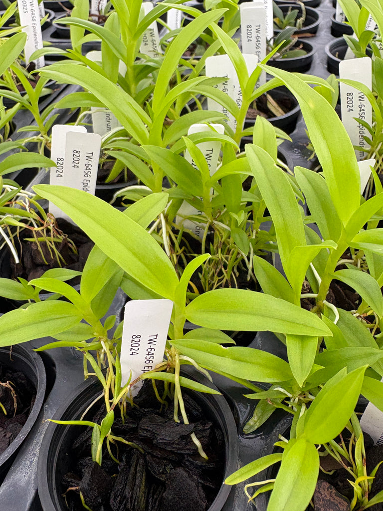 Epidendrum cinnabarinum