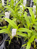 Epidendrum cinnabarinum