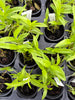 Epidendrum cinnabarinum