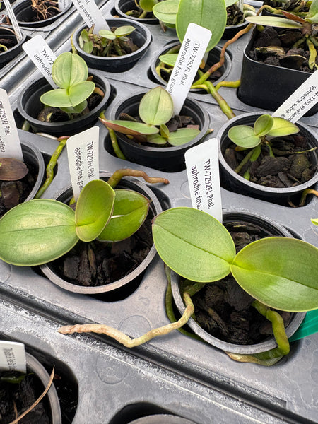 Phal. aphrodite subsp. grandiflora