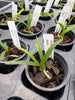 Jumellea arborescens 6 Pack