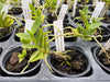 Angraecum birrimense x Oeonia volucris 6 Pack