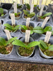 Phal. equestris fma. alba