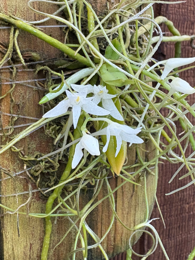 Mystacidium (capense x braybonae)