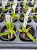 Laelia jongheana fma. alba
